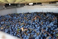 Foto: ALF PONCE MERCADO / MDZ