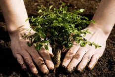 El truco secreto que deberías conocer para las plantas de tu jardín Te enseñamos un hack para que no tengas que cavar demasiado a la hora de plantar. Foto: Archivo