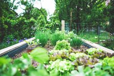 JARDÍN Ten tu propio huerto para cultivar tus vegetales en casa Foto: SHUTTERSTOCK