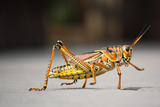 las langostas podrian ser clave para detectar cancer las langostas podrian ser clave para detectar cancer