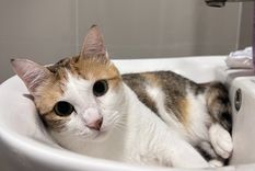 Los gatos suelen seguir a sus dueños por curiosidad y búsqueda de compañía. Los gatos suelen seguir a sus dueños por curiosidad y búsqueda de compañía.