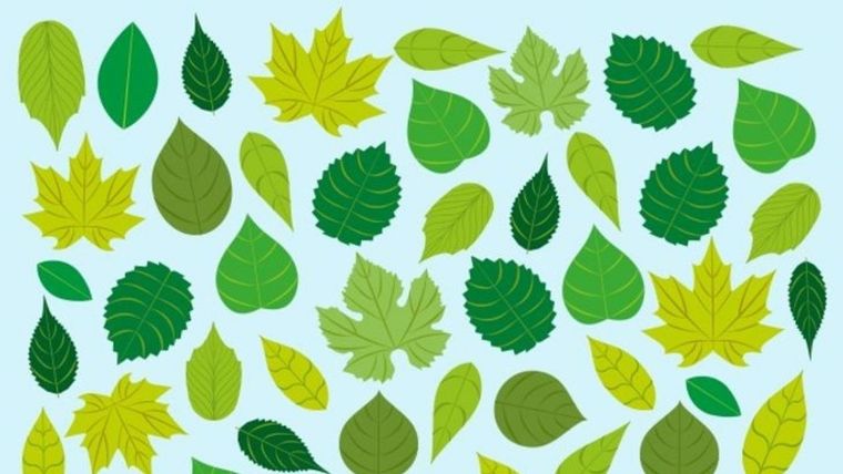 Acertijo visual, reto visual, tortuga Pinterest Foto: Archivo MDZ