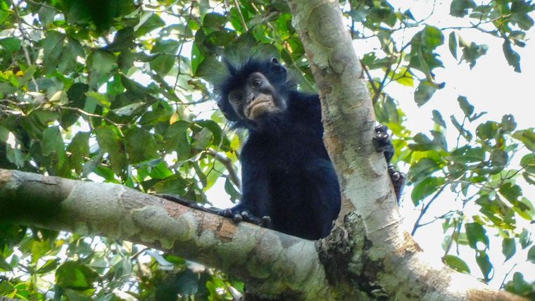 Este mono, conocido por los lugareños como Likweli, tiene unos labios característicamente rosáceos-naranjas.