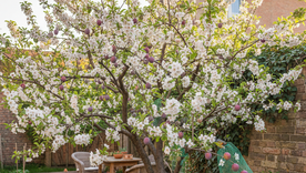 Un árbol todoterreno. Fuente. IA Gemini. Un árbol todoterreno. Fuente. IA Gemini.