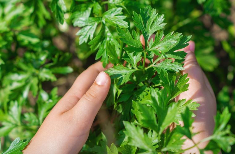 Cultiva una huerta con plantas aromáticas en tu jardín y agrega sabor a tus recetas El perejil puede ser una de las plantas para cultivar en tu huerta. Foto: Shutterstock