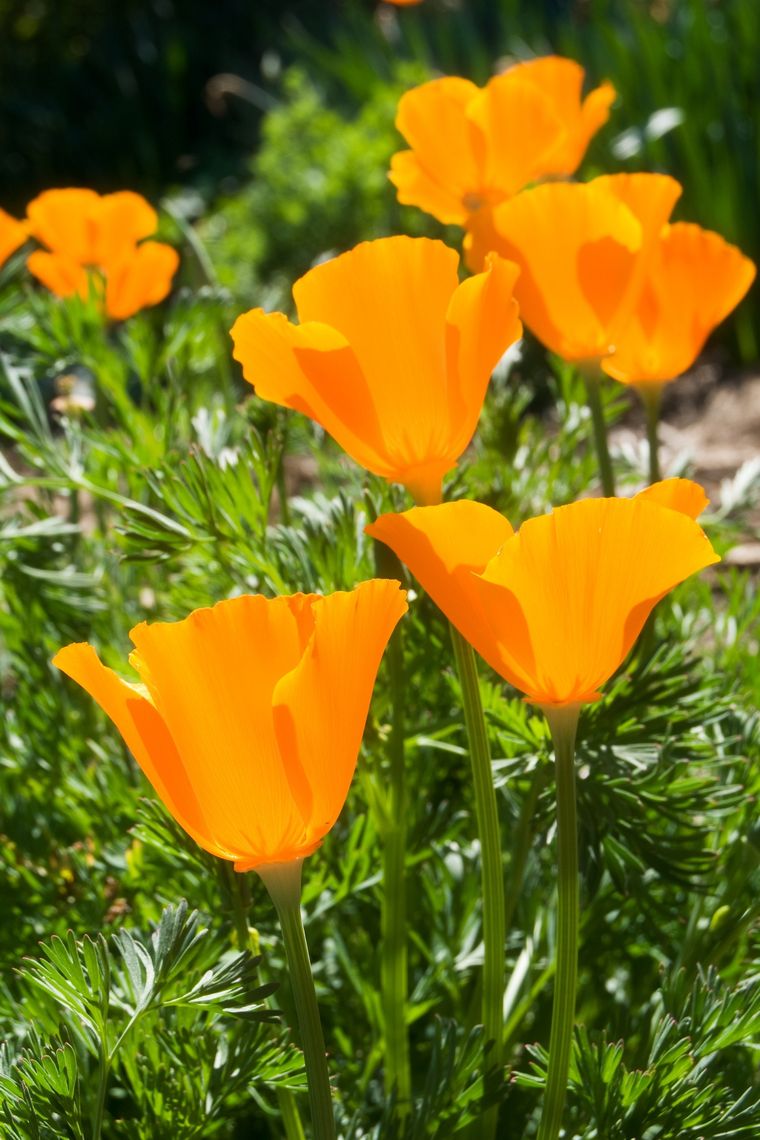 La amapola común o amapola silvestre, es una especie fanerógama del género Papaver, perteneciente a la familia Papaveraceae. Foto: Shutterstock
