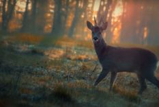 Netflix ¿De quién huimos, mamá?