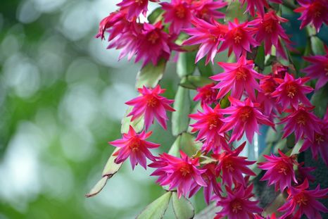 Este truco hará que el cactus crezca fuerte y sano en poco tiempo Foto: SHUTTERSTOCK