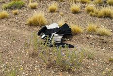 El cóndor andino recibió los primeros auxilios en Bariloche y por su estado delicado, fue derivada al Hospital Veterinario de Fundación Temaikèn Foto: Instagram @undaciontemaiken