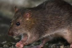 Expertos consideran que las ratas son maestras de la adaptación.