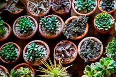 Muchas personas prefieren las plantas de interior pequeñas ya que son más fáciles de incorporar en un espacio de cualquier tamaño. Foto: Dmitrii Marchenko - homesandgardens.com