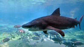 Los expertos afirman que los tiburones no son los culpables de estos incidentes. Los expertos afirman que los tiburones no son los culpables de estos incidentes.