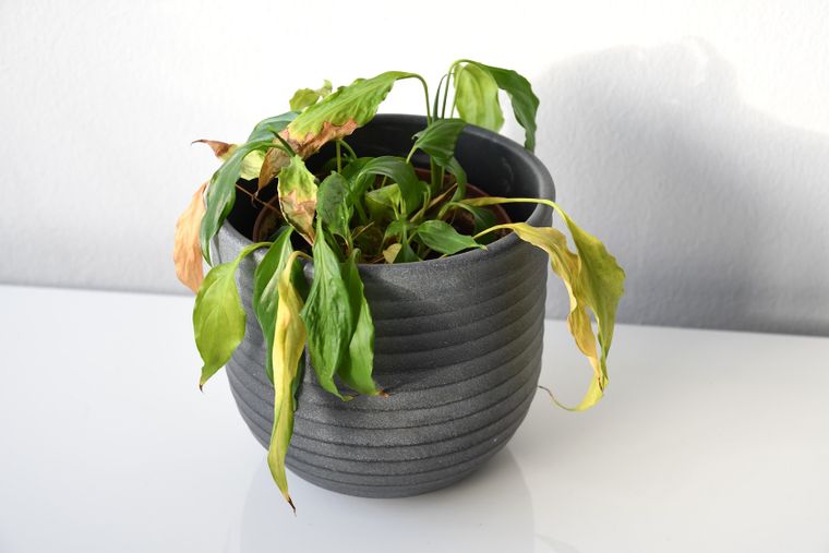 Con unos pequeños cambios, lograrás que se recupere y vuelva a mostrar su belleza.