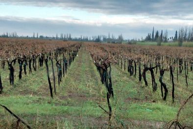 MDZol | Foto: Gentileza Luis Cañas Tarifa