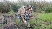 El proyecto para agravar las penas  para quienes ataquen a especies en peligro de extinción ya fue girado para su evaluación y tratamiento parlamentario en Diputados. Foto: Parques Nacionales