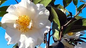 Las camelias son una de las plantas que más se benefician con el aporte de los restos de café. Foto: Nature Hills