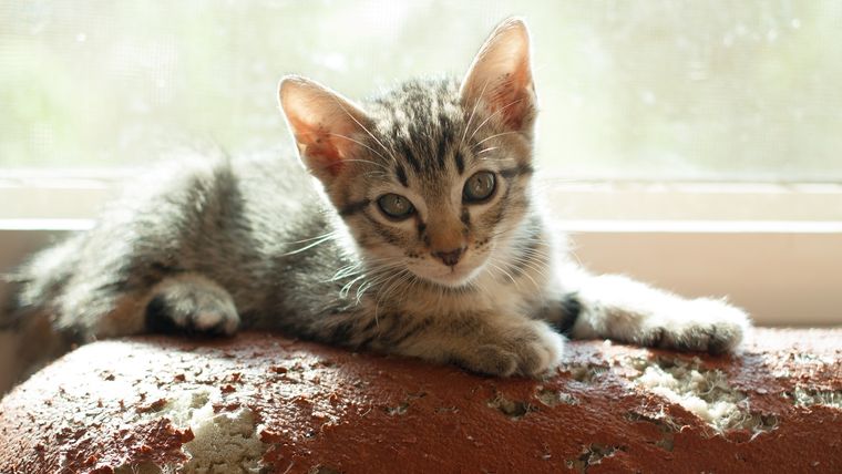 Los castigos empeoran la conducta: la clave es redirigir y reforzar lo positivo en el gato. Los castigos empeoran la conducta: la clave es redirigir y reforzar lo positivo en el gato.