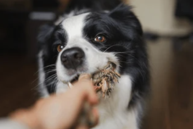 MDZol | image