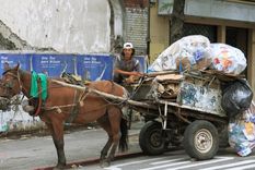Presentan un proyecto de Ley que busca prohibir la tracción a sangre en la provincia de Buenos Aires. Foto: Archivo MDZ