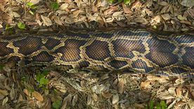 Simplemente increíble. Simplemente increíble.