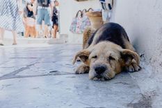 La OMS instauró para el 21 de julio el Diá Mundial del Perro