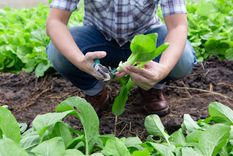 Qué sembrar en otoño.