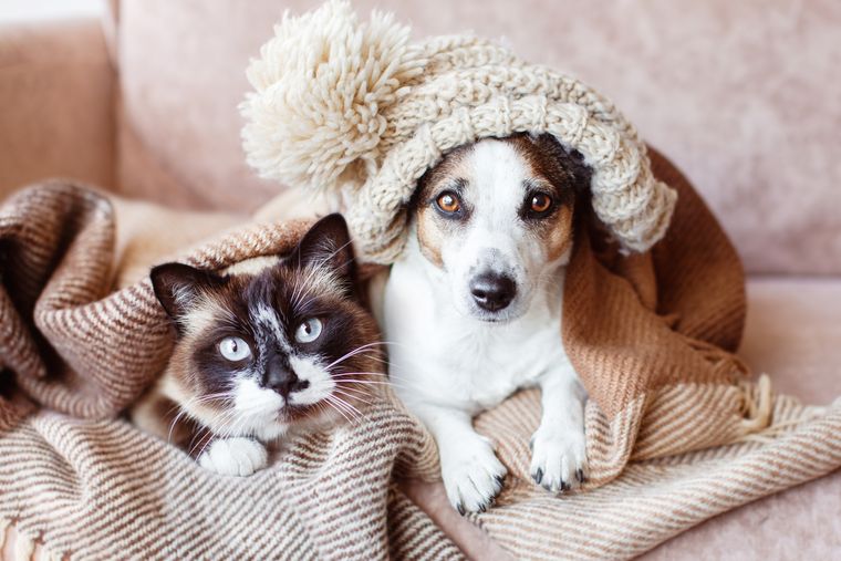 La expectativa de vida de un perro varía significativamente entre razas.