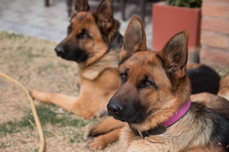 Los perros sufren el calor y hay que protegerlos de las temperaturas extremas. Foto: Archivo MDZ
