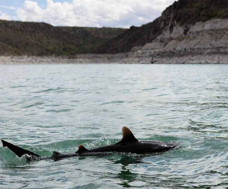 Sin tiburones a la vista, pero con una crisis formidable.
