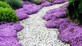 Estas plantas aportan color y aroma al jardín. Foto: etsy.com Estas plantas aportan color y aroma al jardín. Foto: etsy.com