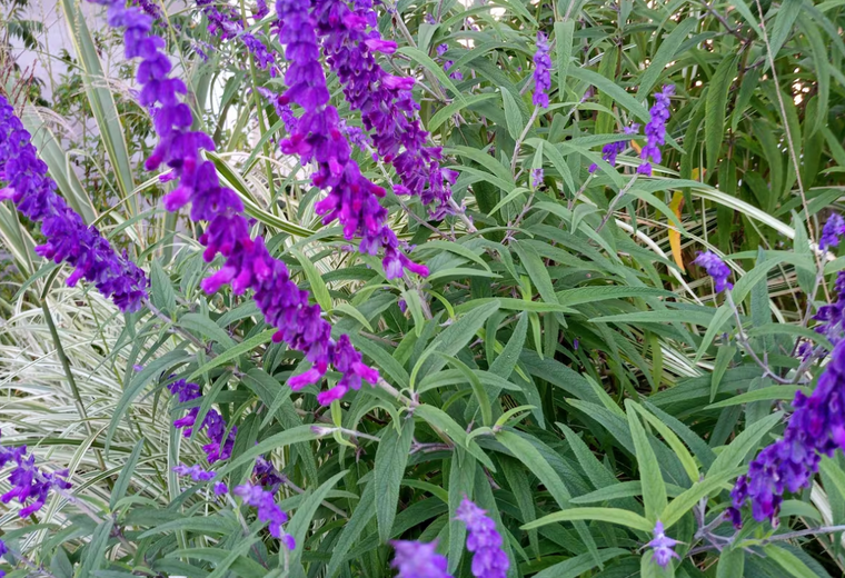 Las plantas perennes para tener en casa.&nbsp;