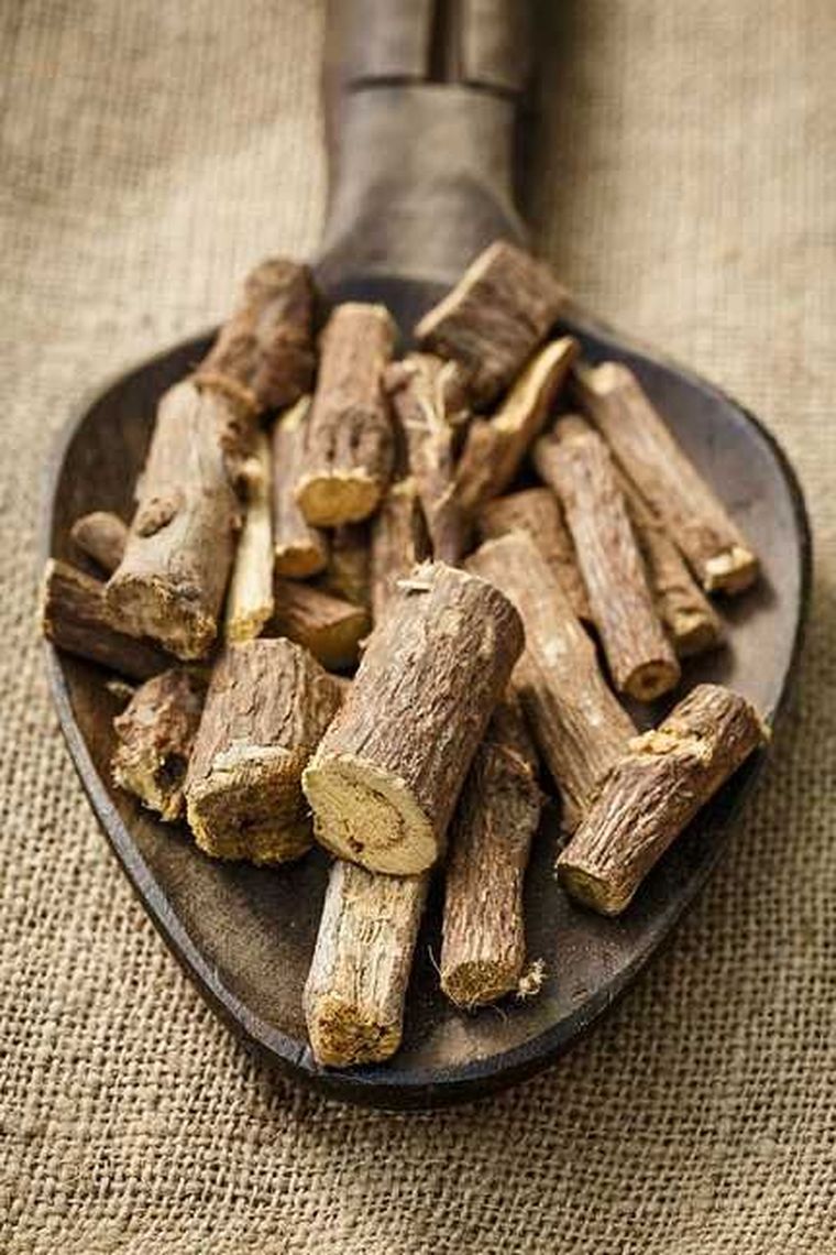 Plantas para tu gato. Plantas para tu gato.