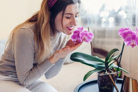 Estas plantas enamoran a primera vista y atraen buenas energías. Foto: Archivo