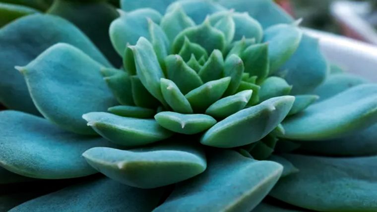 Echeveria Estrella Azul, una suculenta tolerante a la sequía. Foto: homesandgardens.com