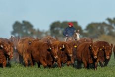 Agro: La industria ganadera realizó fuertes inversiones en 2025