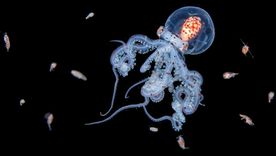 Se sabe muy poco sobre la verdadera naturaleza de la vida en las capas intermedias del océano.