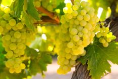 Un vino muy delicado