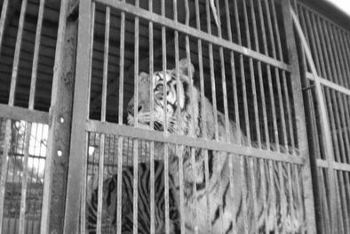 MDZol | Uno de los leones abandonados.