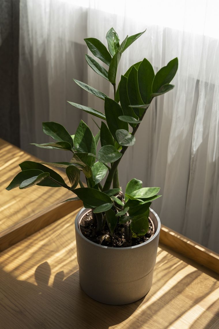 Ficus elástica, belleza natural. Foto: Fuente: Freepik