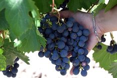 Foto: ALF PONCE MERCADO / MDZ