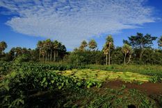 HUMEDALES Los humedales son áreas con suelo saturado con agua Foto: Ruta Natural