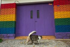 La plataforma es para perros, gatos y las cantidades que se necesiten según la cantidad de mascotas.