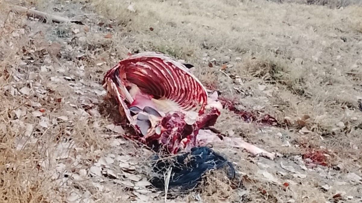 Abigeato en Maipú: robó dos caballos, los faenó y terminó detenido