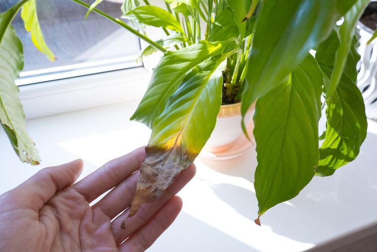 Planta Un truco fácil de realizar para devolver el vigor a las hojas. Foto: Fuente: Shutterstock