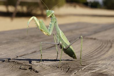 MDZol | Los machos y hembras se buscan en temporada reproductiva, pero las mantis religiosas son animales solitarios. Foto: Shutterstock
