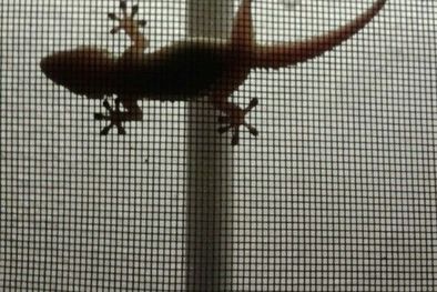 MDZol | La explicación del fenómeno de las lagartijas Foto: Wikipedia