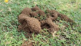 Cómo alejar las hormigas del jardín con trucos caseros. Foto: Shutterstock Cómo alejar las hormigas del jardín con trucos caseros. Foto: Shutterstock