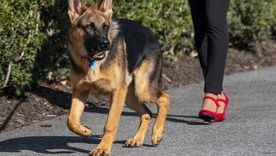 El olfato es el sentido más desarrollado de los perros y cumple un papel clave en su bienestar. Foto: Efe El olfato es el sentido más desarrollado de los perros y cumple un papel clave en su bienestar. Foto: Efe