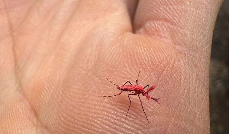 Mosquitos fluorescentes son esterilizados con radiación iónica. Foto: Gentileza