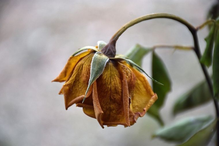 Así podes evitar que las plantas se marchiten Foto: Pixabay